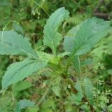 ����(y��ng)���