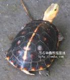 ����(y��ng)�S������(�D)