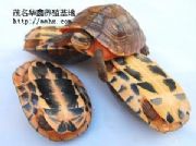 ������ʯ��(�D)