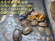 ����Խ�ϷN���Ї��Nʯ���X������(�D)