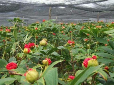 ��������ˎ�ķNֲ��