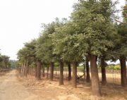 ���^��ľ�ۃr ��ͩ�� �t�����\�� ���~�S���� ��z�� �軨��