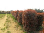 �t���^ľ��r��,�t�~ʯ���r���(�D)