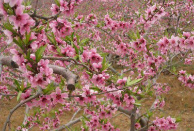 ������ҠI�B(y��ng)�rֵ_����������ص���Ȼ�l���I�B(y��ng)�rֵ�߳�25��