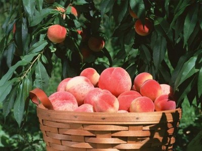 ����_�������_��С������������Ї�(gu��)����ϵİ�ȫ��Ʒ��