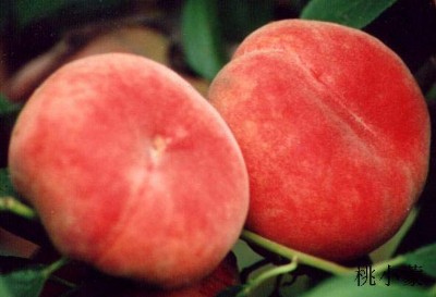 ��С������������a(ch��n)����������_ɽ�|ʡ�R������ꎿh�����(zh��n)