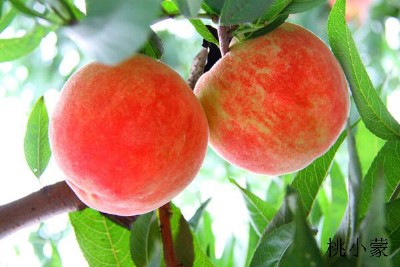 ��ɏ���ҡ���������ҵ���ɏ���҆ι�����650��