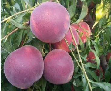 ����������Ă�ʡ_���ˮ������ɽ�|ʡ�R������ꎿh