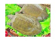 �S��ֱ�N��ϼ��~�S�ط�ĩ���f�۾���ȡ(�D)