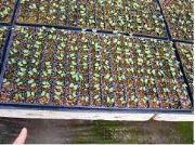 �����V�ݴ���������̿ ��̿��(�D)