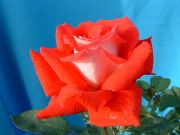 �������¼�(�D)