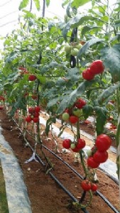 �|ݸ�߲˹�˾�ݼ����ı��Cÿ�����r