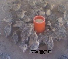 �ӱ�ɽ�u�B(y��ng)ֳ��ɽ�u���l(f��)