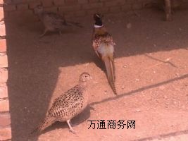 ɽ�u�Bֳ�������ɽ�u�Bֳ����ɽ�u���l