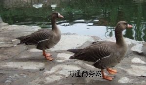 ���������B(y��ng)ֳ�����������ѩ��חl�Լ�������w