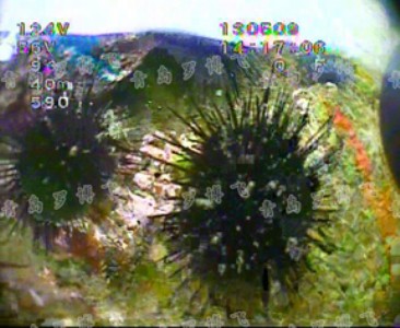 ���W�W���h�̱O��ϵ�y�S��,���Fˮ�a�Bֳ�Ԅӻ�