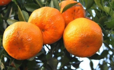 �ؑc���Ÿ̘�����أ��ؑc���Ÿ̘���r���ؑc���Ÿ̘������l(f��)