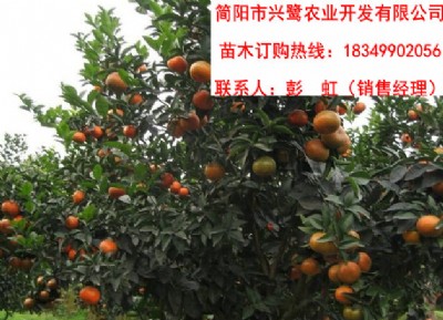 �Ĵ��̽������c���Ĵ��̽������