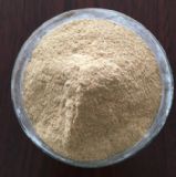 山東濱州廠家供應啤酒酵母飼料 (水產)