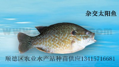 雜交太陽魚、金邊太陽魚苗、太陽魚苗