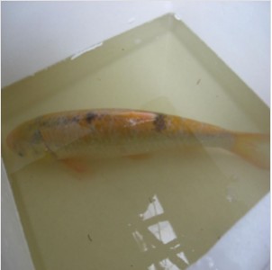 ����(y��ng)����~ ����~��Ʒ�~ ��z����Ʒ�~ ����~���~