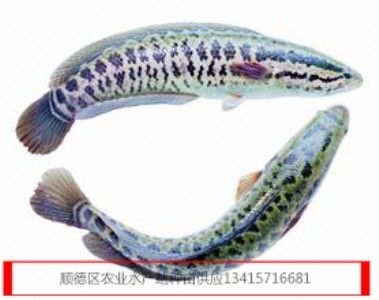 生魚烏子,生魚苗,黑魚烏子,黑魚苗,烏魚苗