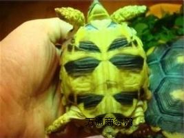 ���������Ј��r�����Xһֻ