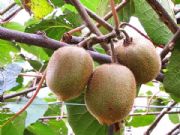 ��Ҫ��Ʒ�J���Ҿ́��������ᭇ���J�����ļҺ�