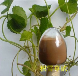 供應積雪草總苷、積雪草苷80% 積雪草提取物