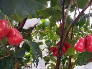 ��ֵ��ɏ�F�����]�� ���~�tɏ�F����