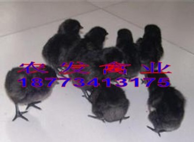 ���ϵ��u�����l