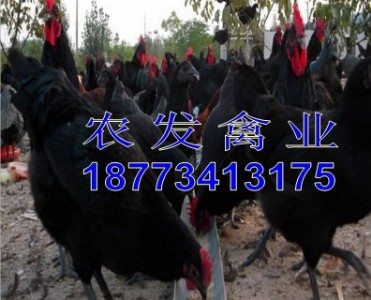 �G�����u��