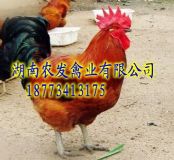 ɽ�|������_���u��