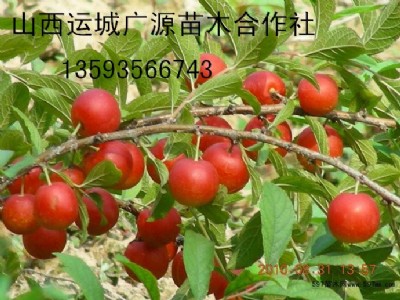 �}���硢�������|�}����̓r����