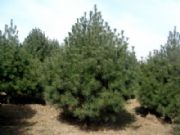 �����Ƥ����ľ���ء����A��Ƥ�ɾW(w��ng)(�D)