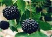 ����(y��ng)�������ȡ��