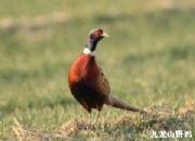 ����Ұ�u�磬Ʒ�N�ã��ɻ��ʸ�(�D)