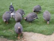 ���������u�磬�¸����Ŀ��