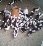 �����F���u�磬�F���u�Bֳ���r�񌍻�