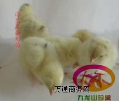 �F�ݵ��u��-���m�ҵ��u��-��a��300����