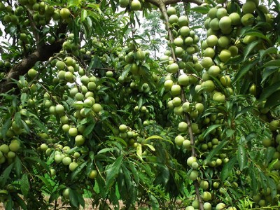 ��֦�������磬��֦�����������c����֦��������r��