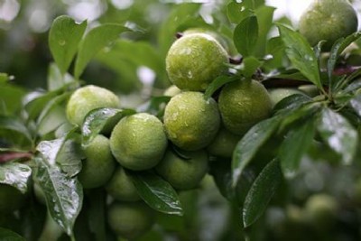 ��ɽ������r������ɽ������Nֲ���g����ɽ���������