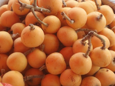 ��ɽ���˘�(sh��)��Ʒ�N����ɽ���˘�(sh��)�����c(di��n)����ɽ���˘�(sh��)��r(ji��)��