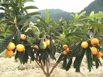 �������˘���ʩ�ʣ��������˘�����ݣ��������˘����޼�