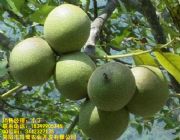 �Ƚ�8518�����繩�����Ƚ�8518���������l