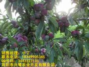 �����t��������a���������t�������繩���������t��������