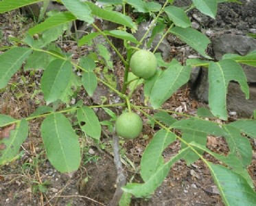 �ؑc8518���������c���ؑc8518������r���ؑc8518