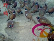 ������(y��u)�|�V�|�߲�ɽ�u��(�D)