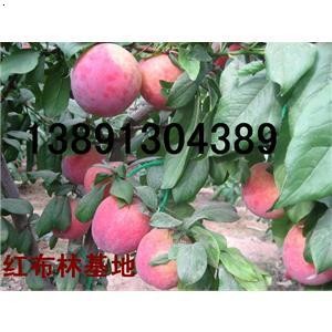 ����t�������Ӯa�؃r��