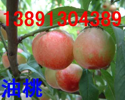 ���l/��������/����������/����5̖����/�������҃r������